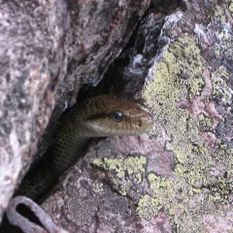 錫杖岳左方カンテ　　　　恐怖のクラック！怖くて指が突っ込めない・・・。