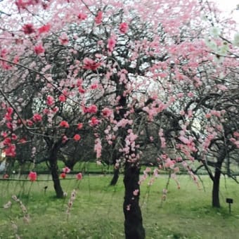 越谷梅林公園の梅