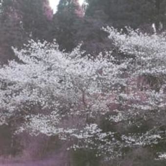 志布志の「やねだん」に、桜の花が満開