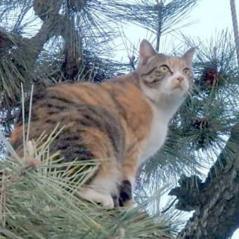 桜のトンネルと木登り猫