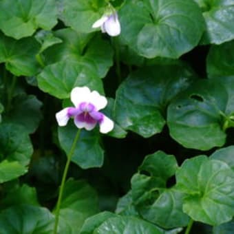 ひっそりと咲く花たち