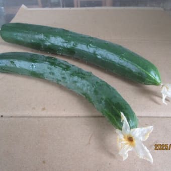 新しい「帽子」で、自然の中へ。