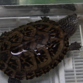 スジオオニオイガメ　Staurotypus　triporcatus