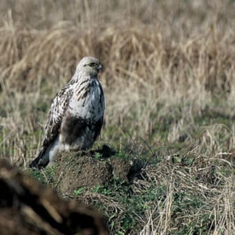 ケアシノスリ 成鳥雄 雌