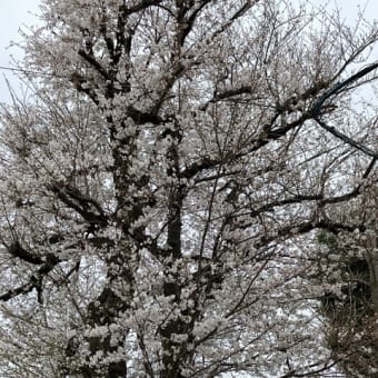 妹の家の庭に咲く可憐な花　その２　＆　近くの満開の桜