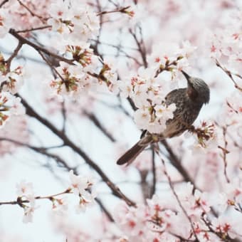 新入学生キャンペーン令和7年4月6日迄