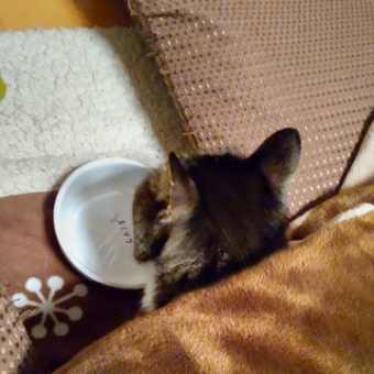 お猫さま、こたつ卒業はまだ先のよう。