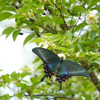夏椿咲いたら🦋