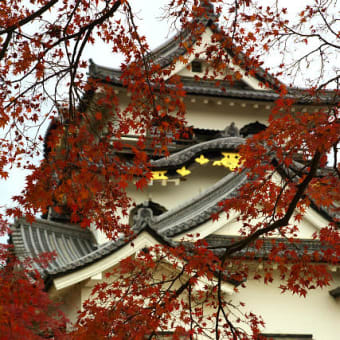 彦根城（滋賀県）　其の2　（2011年12月06日　火　薄晴　EOS5D EF24-105mmF4L IS）