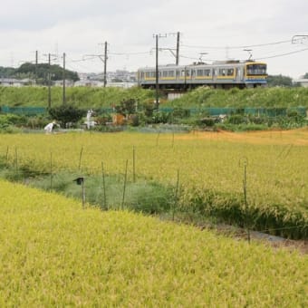 恩田散歩.5　2019年 秋