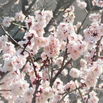 弥生三月梅の花
