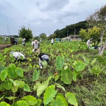 雑草との戦い