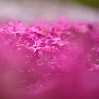 ヤマサ蒲鉾　芝桜