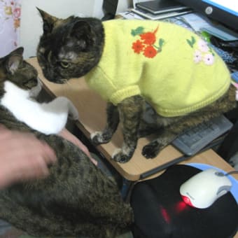 くーにんとわさびの椅子取り合戦