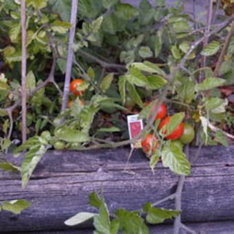 庭のトマト