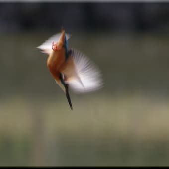 かわせみ　翡翠　知多半島東浦町の鳥　３月 ３０日のカワセミ　メスにエサを運んでいました。　