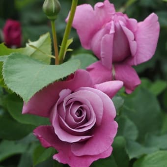 花の端境期の水林自然林には菌従属栄養植物などが（2025.6.8）#2 そして四季の里バラ園に