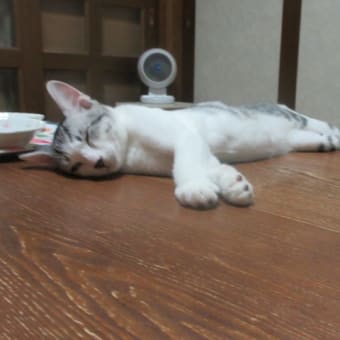 猫と9月のおわりに