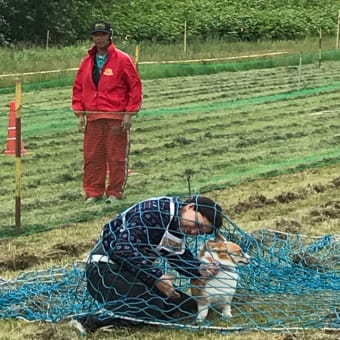 ワンワン運動会  障害物競走③