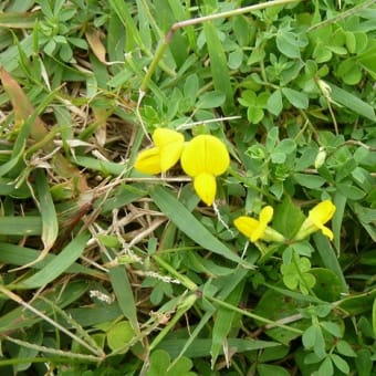 角島の植物たち