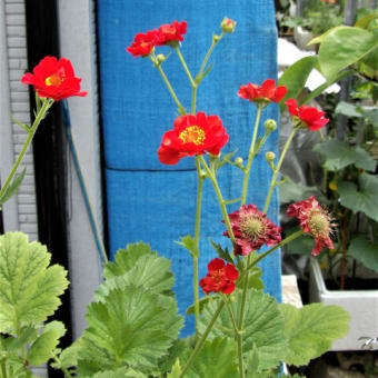 ゲウム　Geum