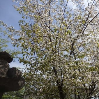 溝にシャガ ハナミズキ咲きサギと亀／ヨシノザクラで桜見納め（新河岸川・喜多院）