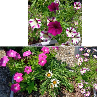 プランター活動のお花と多肉植物　20250628
