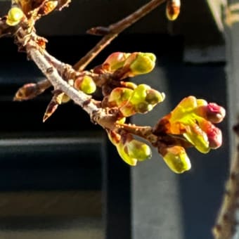 春よ来い　庭の桜の蕾が膨らんで