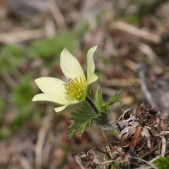 残雪期の芦別岳