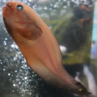 20250507　越前松島水族館