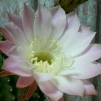 サボテンの花（ピンク）