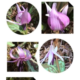 香嵐渓で群生のカタクリの花可愛い