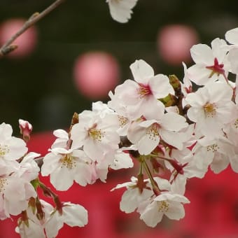 花見散歩 - 岡崎公園～岡崎高校