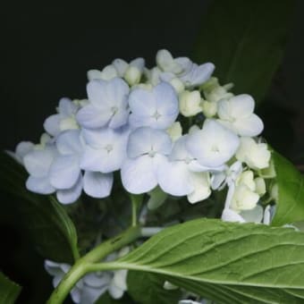 体調もようやく回復しての「ジャガイモほり」