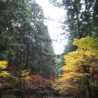 紅葉 小國神社