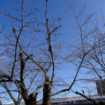 福山城公園のソメイヨシノ咲く（令和６年３月２７日）