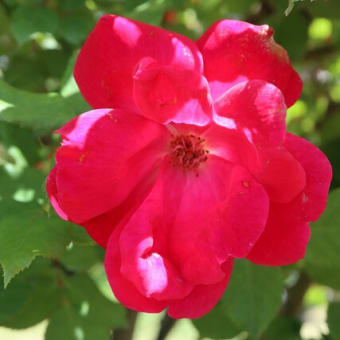 ピンクがかった赤のバラ「ピンクノックアウト」（2023年春薔薇シリーズ　23-40）