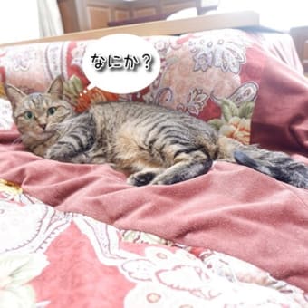 クロネコアルトの宅急便？