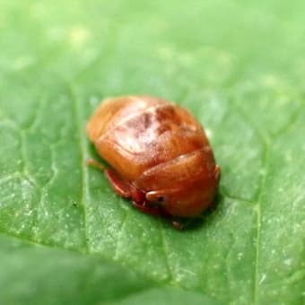 432 アオスジアゲハの幼虫
