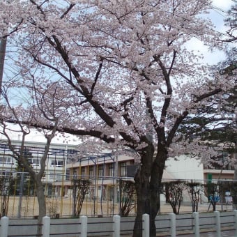 桜