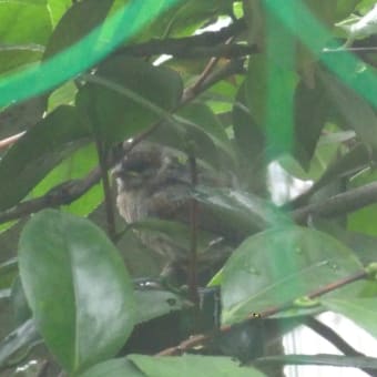 雨の中スズメの幼鳥が庭に来た