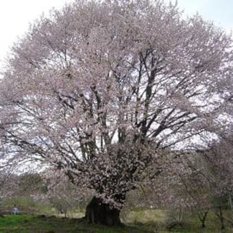 天王桜
