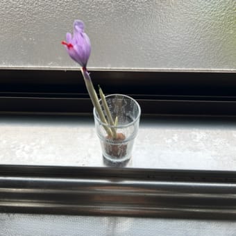今年の展示は終了しました‥と思いきや〜❗️