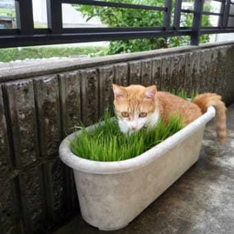 猫草だいすき♪