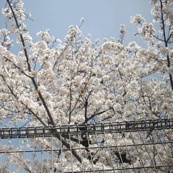 また、花見☆