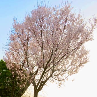 東村山市の小彼岸桜の開花状況