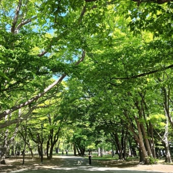 元気なリスたちとマルシェと札幌バンクシーと。～緑深まる円山公園＆北海道神宮散策～