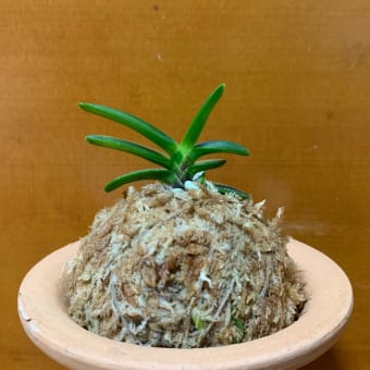金剛宝