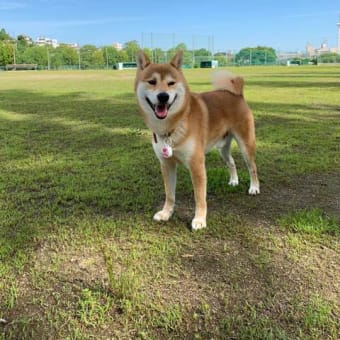 今朝はグランドで