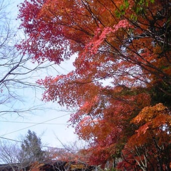 晩秋の紅葉を探して　２